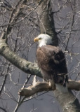 AFTER NEST DUTIES, ADULT PAUSES IN NEARBY TREE BEFORE FLYING OFF