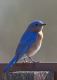 EASTERN BLUEBIRD