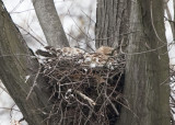 4/14/09 - FEMALE HAWK IS ON THE NEST IN 09
