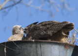 4/16 - GREAT HORNED OWL & CHICK