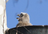 GREAT HORNED OWL CHICK - MOMS OUT OF THE NEST