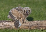GREAT HORNED OWL CHICK