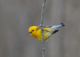 PROTHONOTARY WARBLER