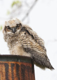 GREAT HORNED OWL CHICK