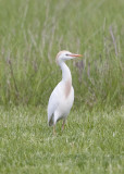 CATTLE EGRET