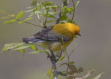 PROTHONOTARY WARBLER