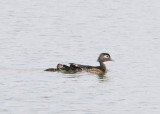 WOOD DUCK WITH 2 CHICKS