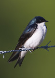 TREE SWALLOW