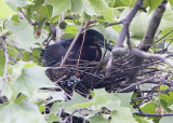GREEN HERON ON A NEST