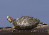 RED-EARED SLIDER