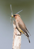 CEDAR WAXWING