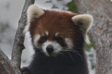 RED PANDA