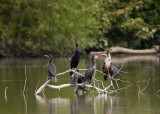 DOUBLE-CRESTED CORMORANTS