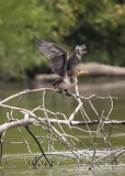 DOUBLE-CRESTED CORMORANT -- 1ST YEAR