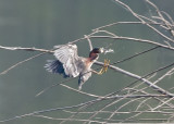 GREEN HERON CAPTURES 3