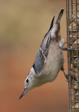 WHITE-BREASTED NUTHATCH