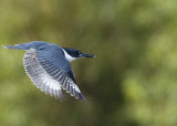 BELTED KINGFISHER