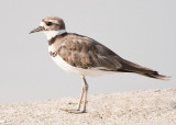 KILLDEER