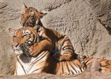 MALAYAN TIGER CUB & MOM