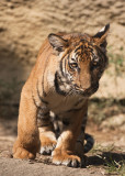 MALAYAN TIGER CUB