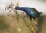 PURPLE GALLINULE