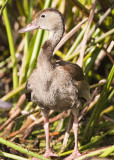 BLACK-BELLIED WHISTLING DUCK - IMMATURE