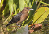 BOAT-TAILED GRACKLE - FEMALE