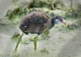 COMMON MOORHEN - JUVENILE