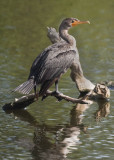 DOUBLE-CRESTED CORMORANT