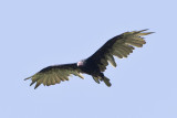 TURKEY VULTURE