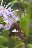 SILVER-SPOTTED SKIPPER