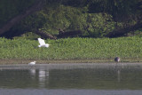 GREAT EGRET, SNOWY EGRET, & GREAT BLUE HERON