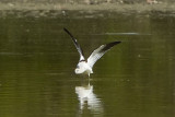 AMERICAN AVOCET