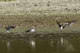 AMERICAN AVOCET & DOWITCHERS