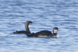 PACIFIC LOON behind COMMON LOON