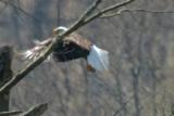 Bald Eagle - Adult