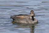 GADWALL