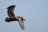 BROWN PELICAN