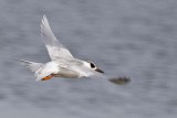 FORSTERS TERN