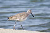 WILLET