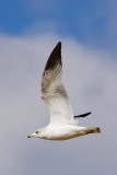 RING-BILLED GULL