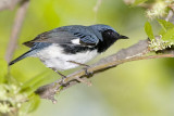 BLACK-THROATED BLUE WARBLER