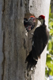PILEATED WOODPECKER FEEDING YOUNG