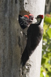 PILEATED WOODPECKER