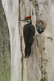 PILEATED WOODPECKER