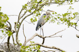 2008 - GREAT BLUE HERON AT THE NEST