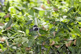 JUVENILE CHICKADEE SURROUNDED BY CICADAS