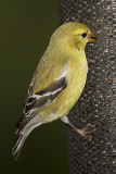 AMERICAN GOLDFINCH