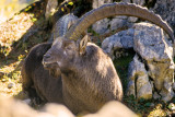 European Ibex