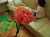 Carnation (15-5-2006)